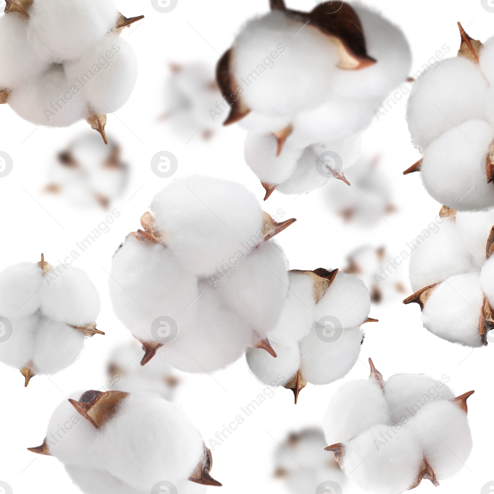 Image of Beautiful cotton flowers falling on white background