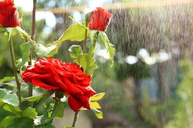 Watering beautiful blooming roses in garden on summer day. Space for text