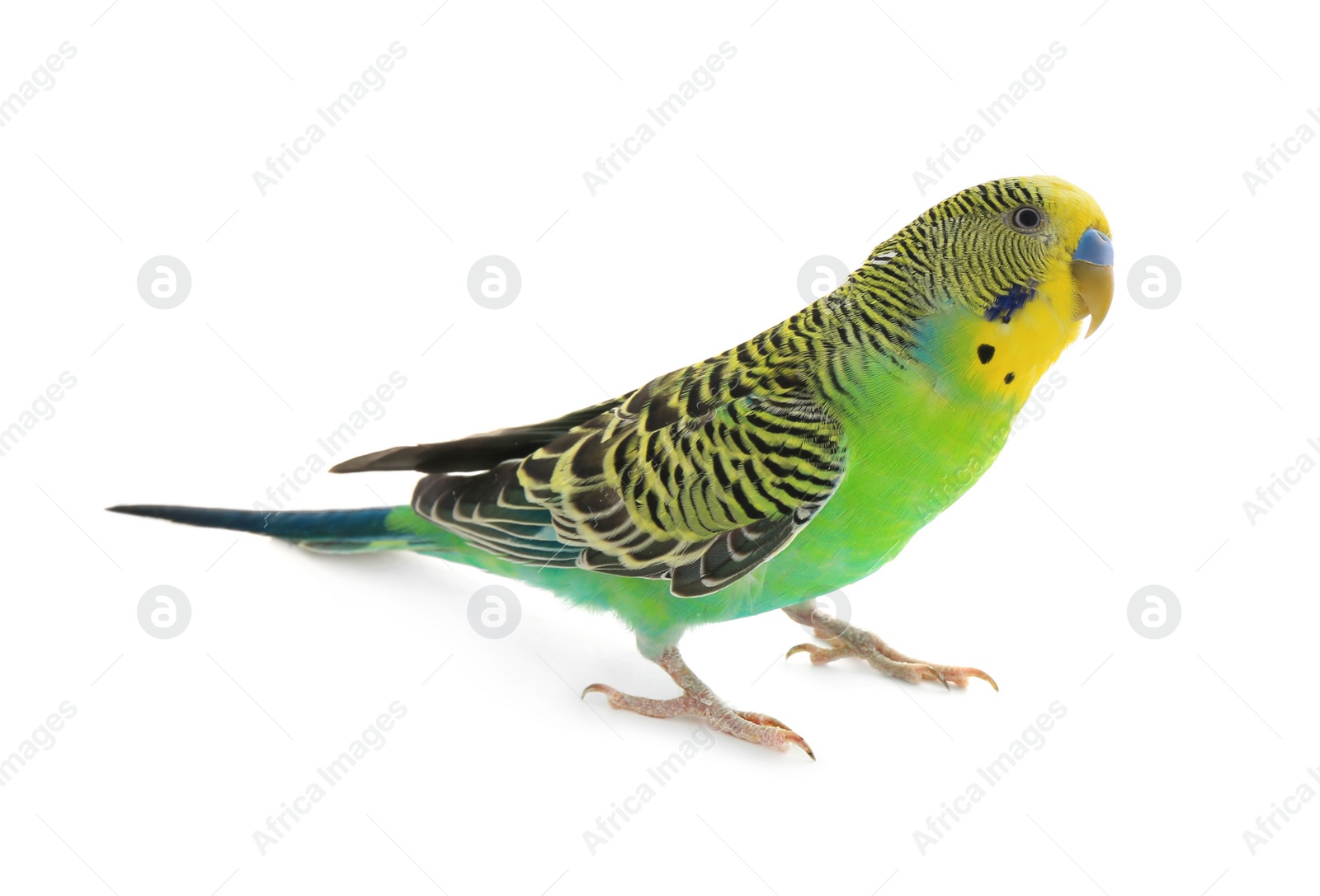 Photo of Beautiful parrot isolated on white. Exotic pet