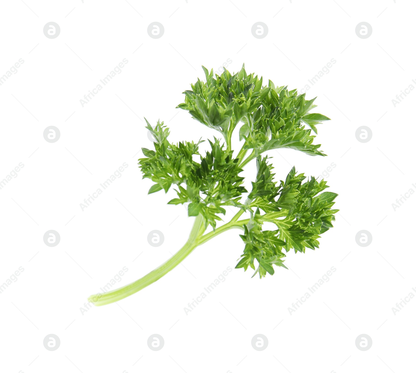 Photo of Fresh green organic parsley on white background