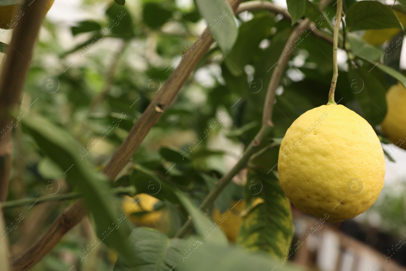 Photo of Lemon tree with ripe fruits in greenhouse, closeup. Space for text