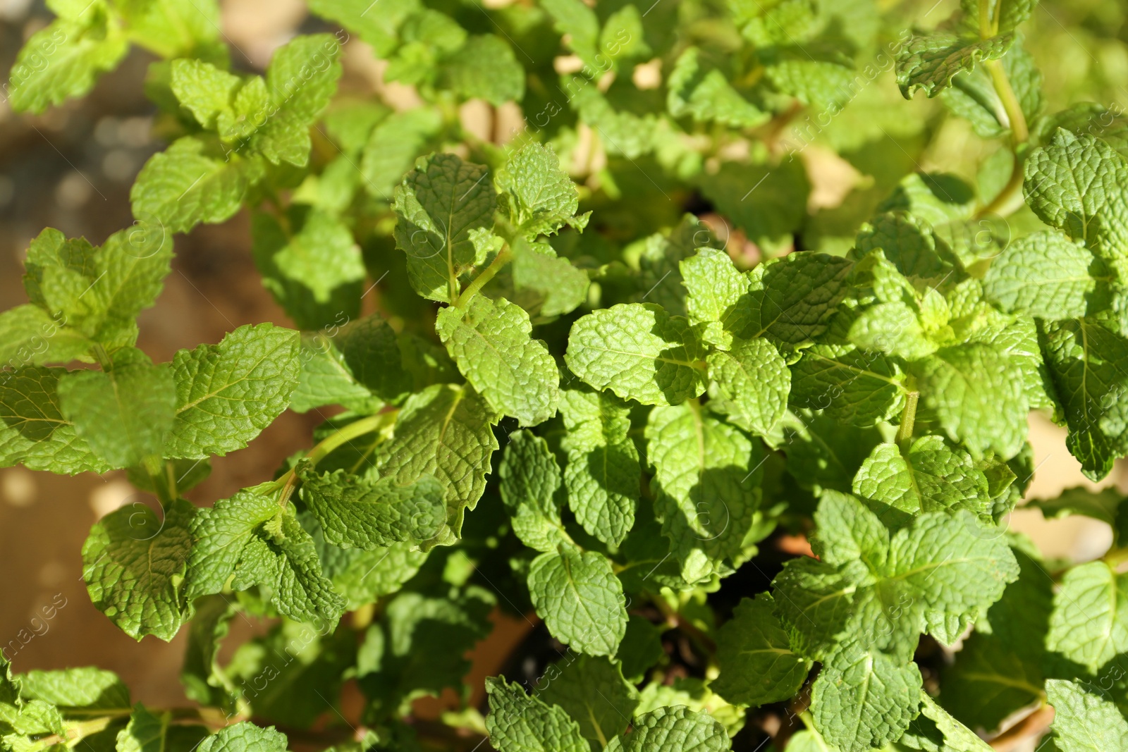 Photo of Fresh green mint outdoors on sunny day, closeup