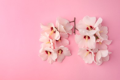 Photo of Human lungs made of white flowers on pink background, flat lay. Space for text