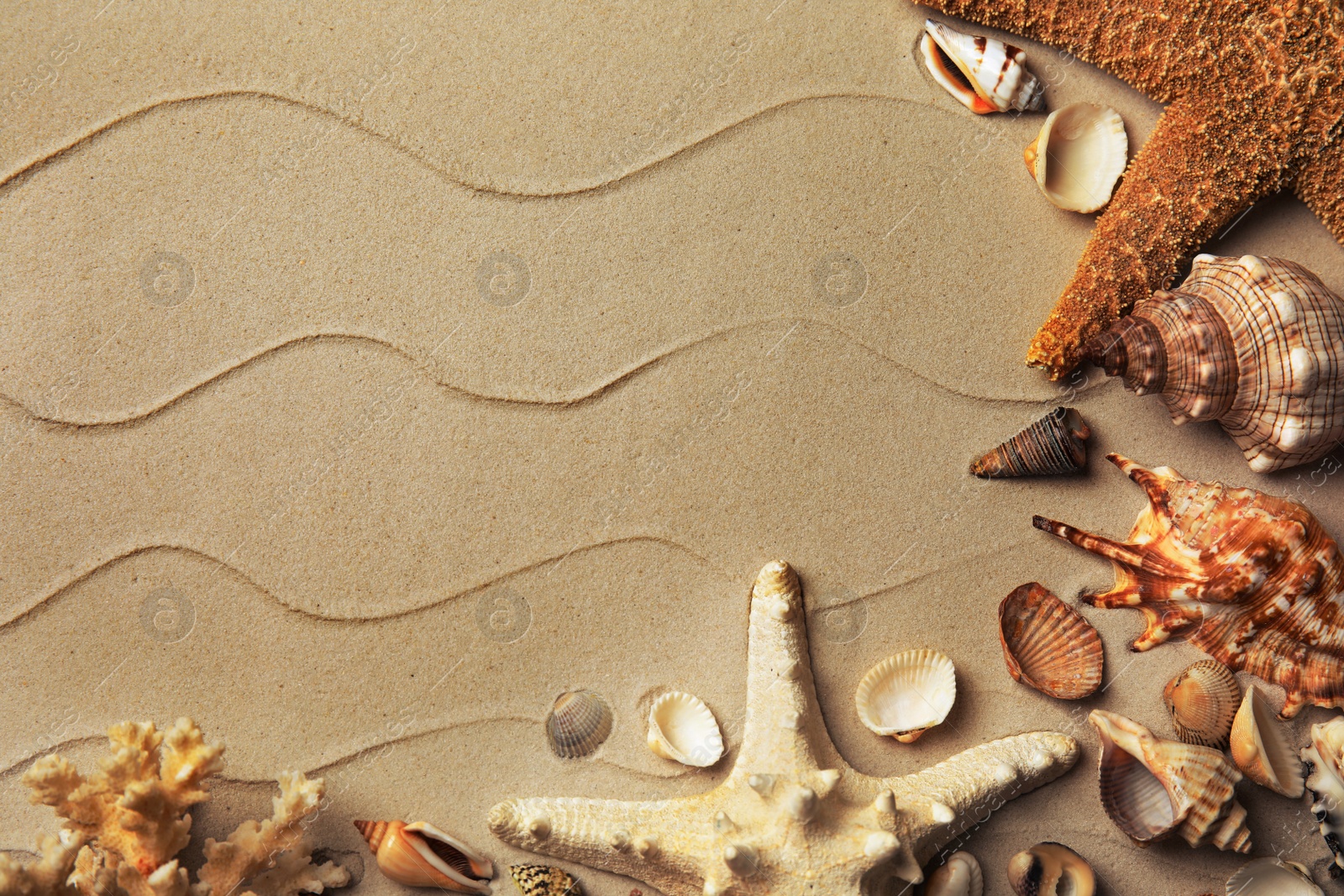 Photo of Different beautiful sea shells on sand, flat lay. Space for text