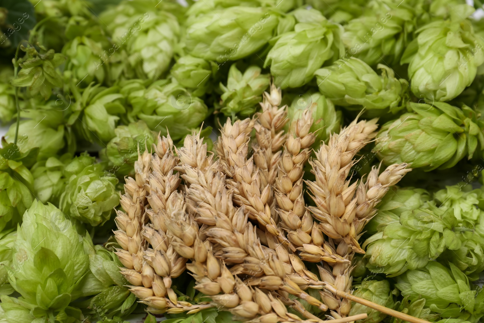 Photo of Fresh green hops and ears of wheat as background, closeup