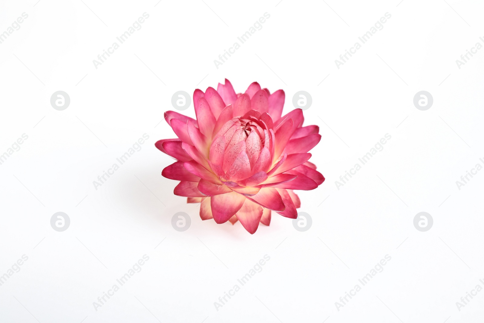 Photo of Beautiful blooming helichrysum flower isolated on white, above view
