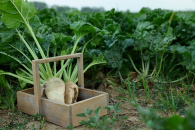 Wooden crate with fresh white beet plants in field, space for text