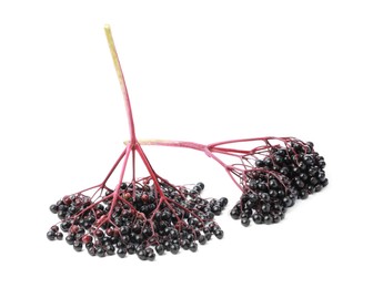 Photo of Bunches of ripe elderberries on white background