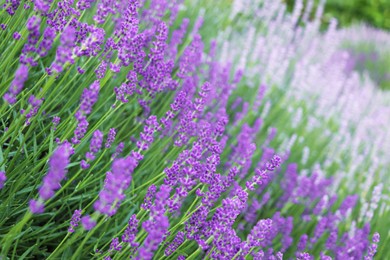 Photo of Beautiful blooming lavender plants growing in field