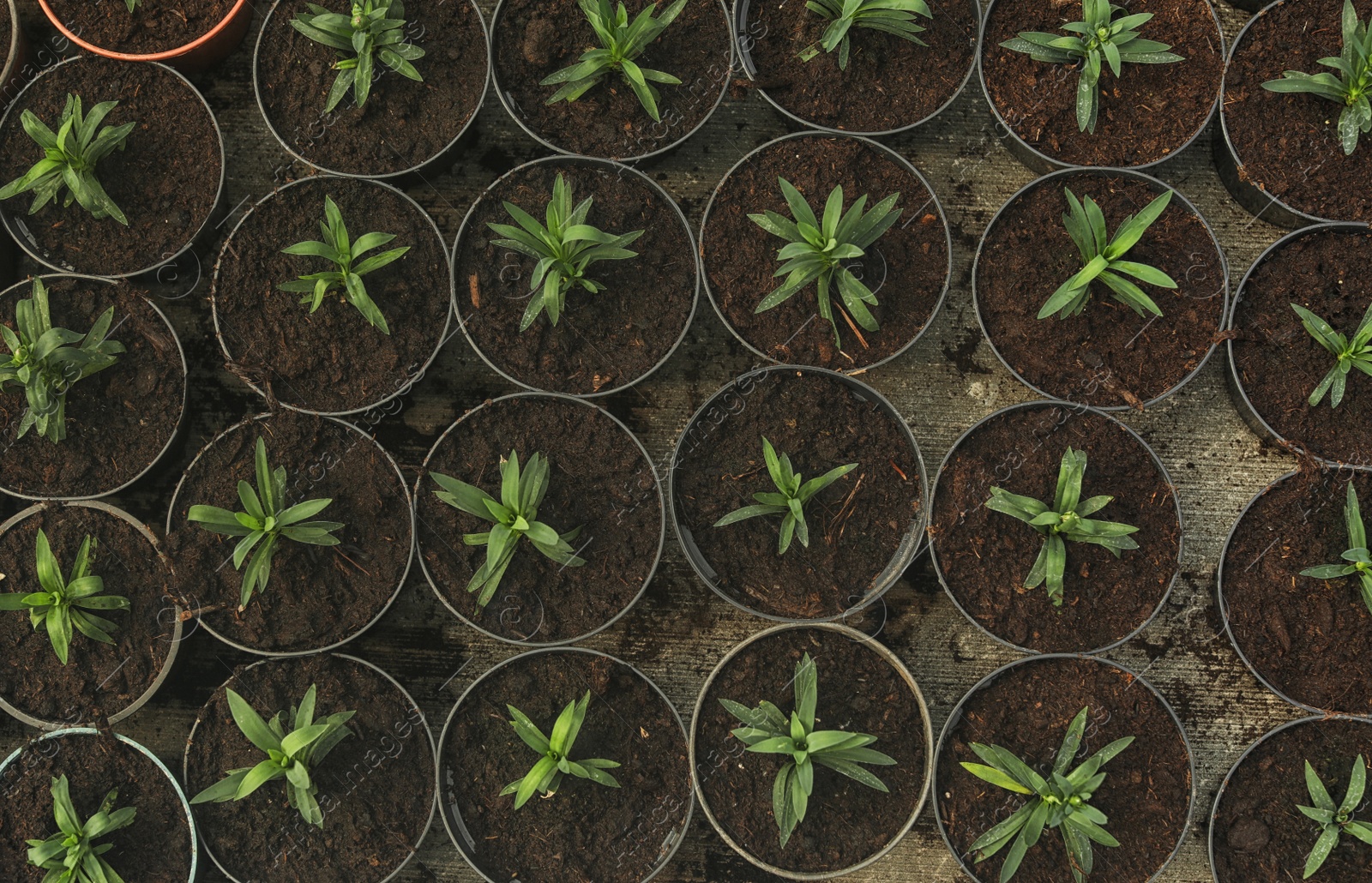 Photo of Many fresh green seedlings growing in pots with soil, top view