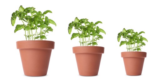 Basil growing in pots isolated on white, different sizes