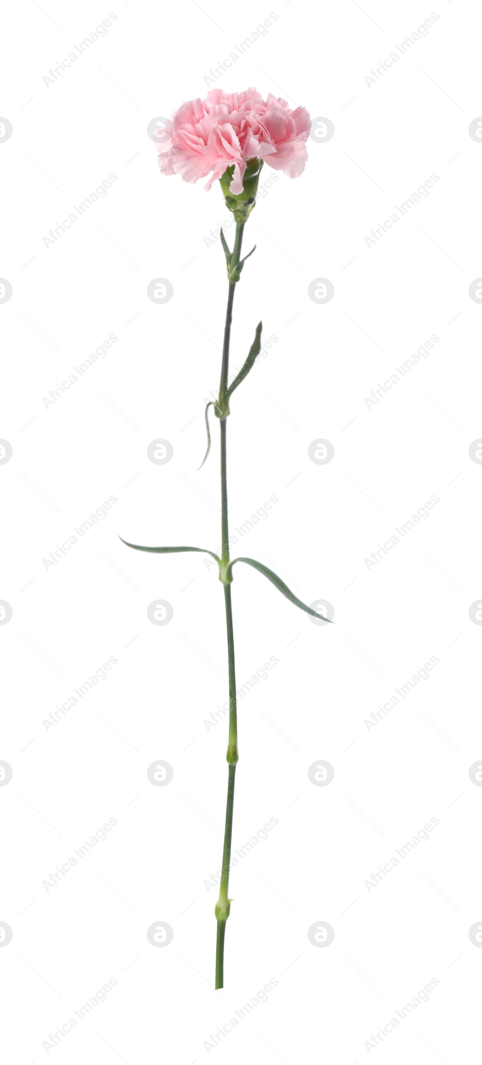 Photo of Beautiful fresh carnation flower on white background