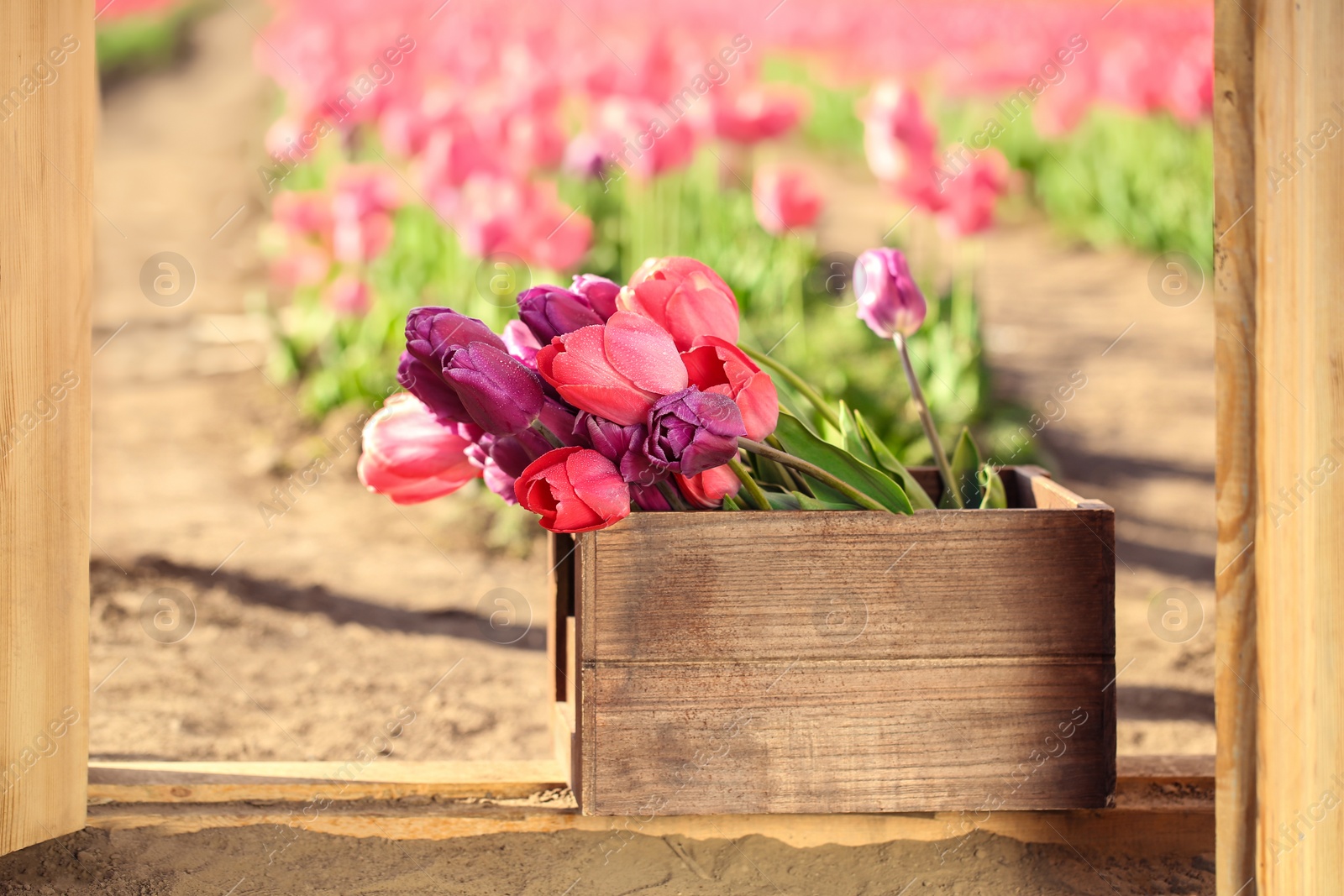 Photo of Wooden crate with blooming tulips on sunny spring day