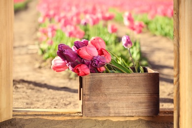 Wooden crate with blooming tulips on sunny spring day