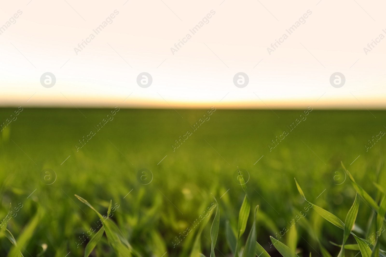 Photo of Beautiful view of fresh green grass outdoors, closeup