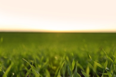 Beautiful view of fresh green grass outdoors, closeup