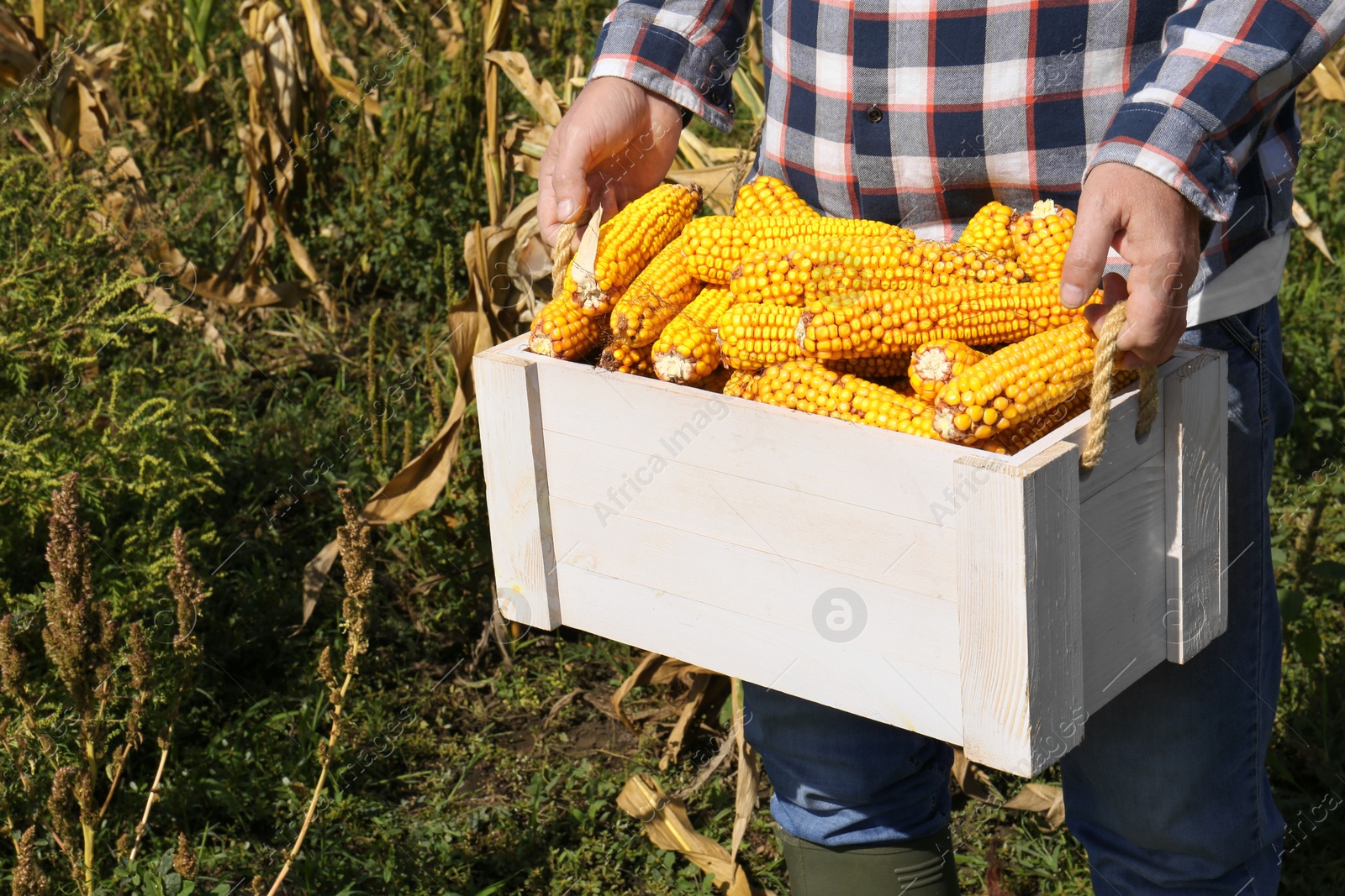 Photo of Man holding white wooden crate with delicious ripe corn cobs in field, closeup