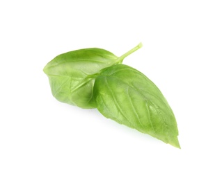 Fresh green basil leaves on white background