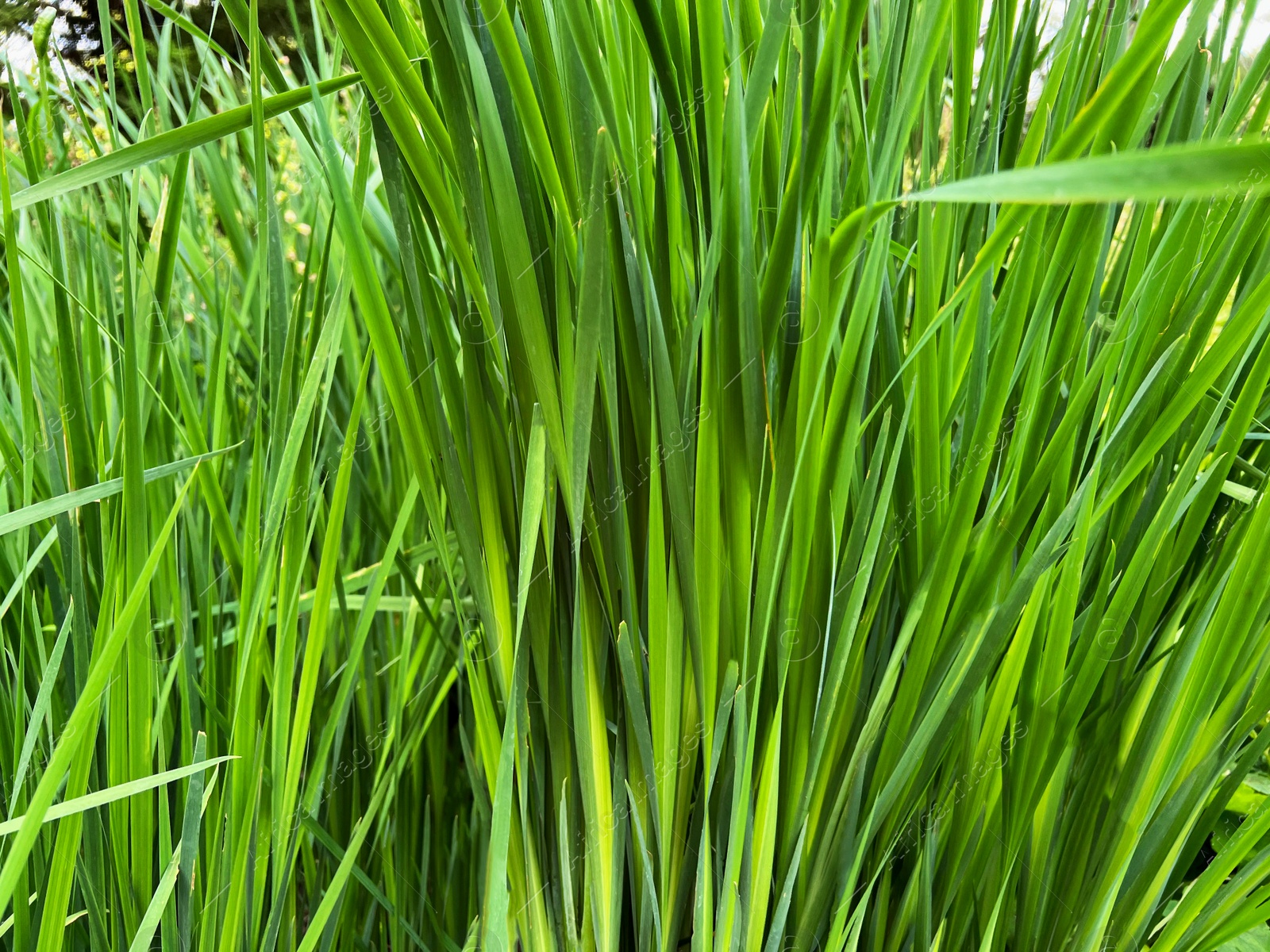 Photo of Closeup view of green grass growing outdoors