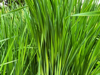 Photo of Closeup view of green grass growing outdoors