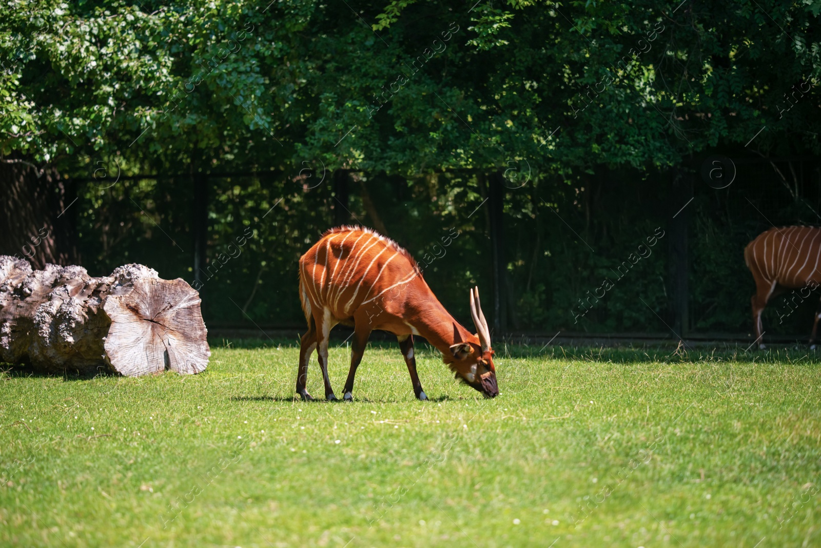 Photo of Cute antelope bongo grazing at green meadow in zoo