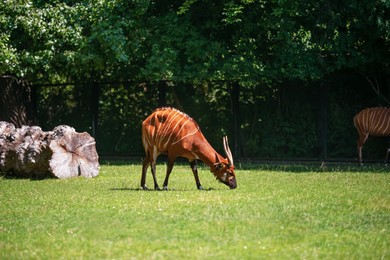 Cute antelope bongo grazing at green meadow in zoo