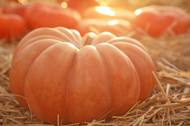 Photo of Ripe orange pumpkin among straw in field, closeup