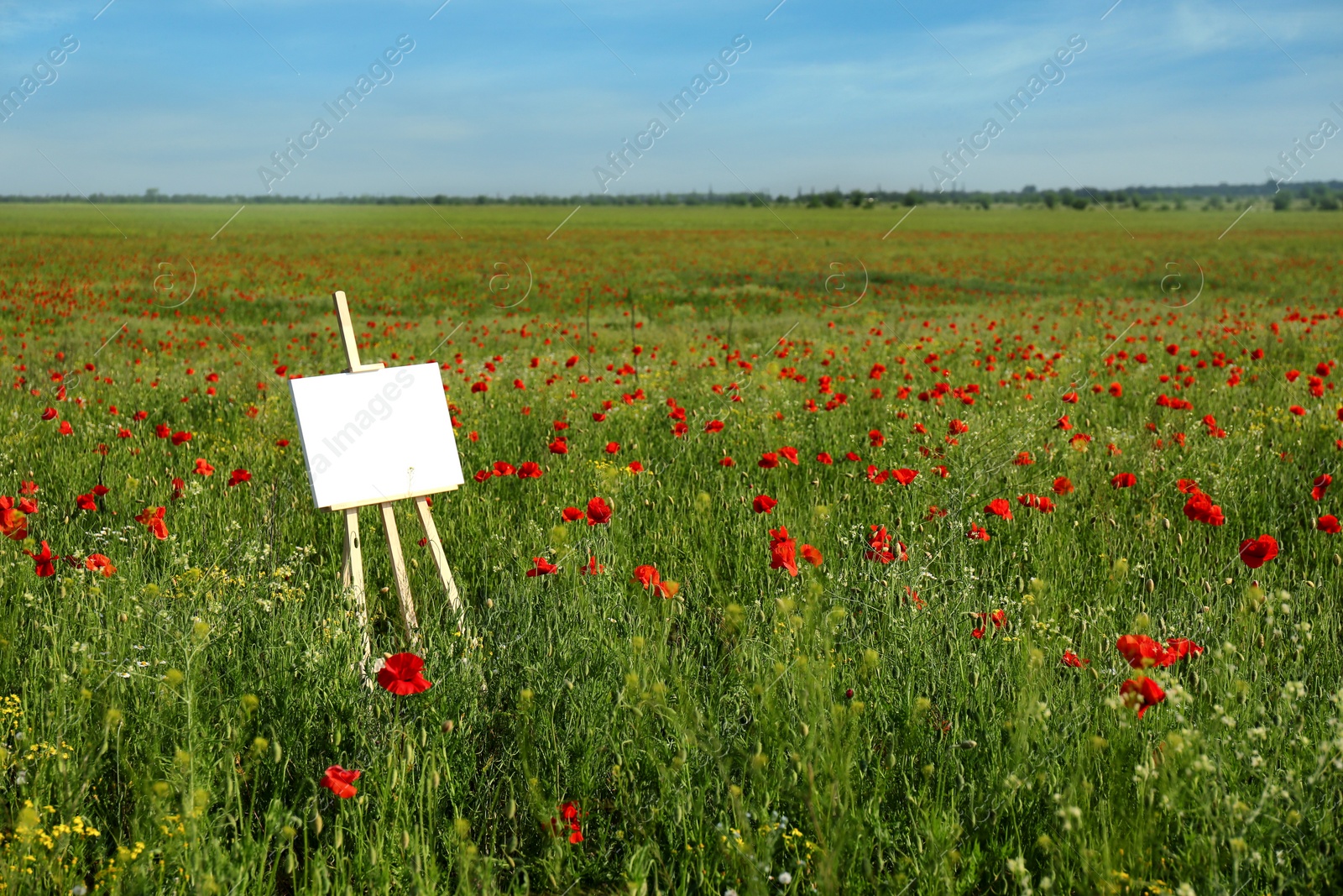 Photo of Wooden easel with blank canvas in poppy field on sunny day