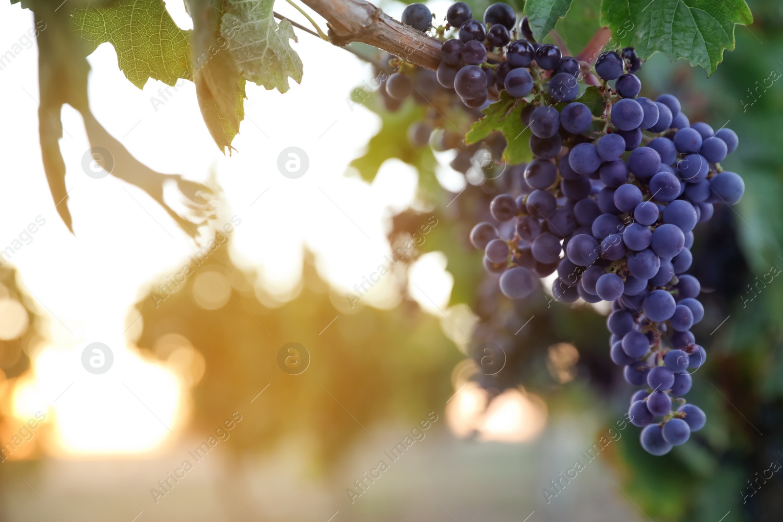 Photo of Bunch of ripe juicy grapes on branch in vineyard. Space for text