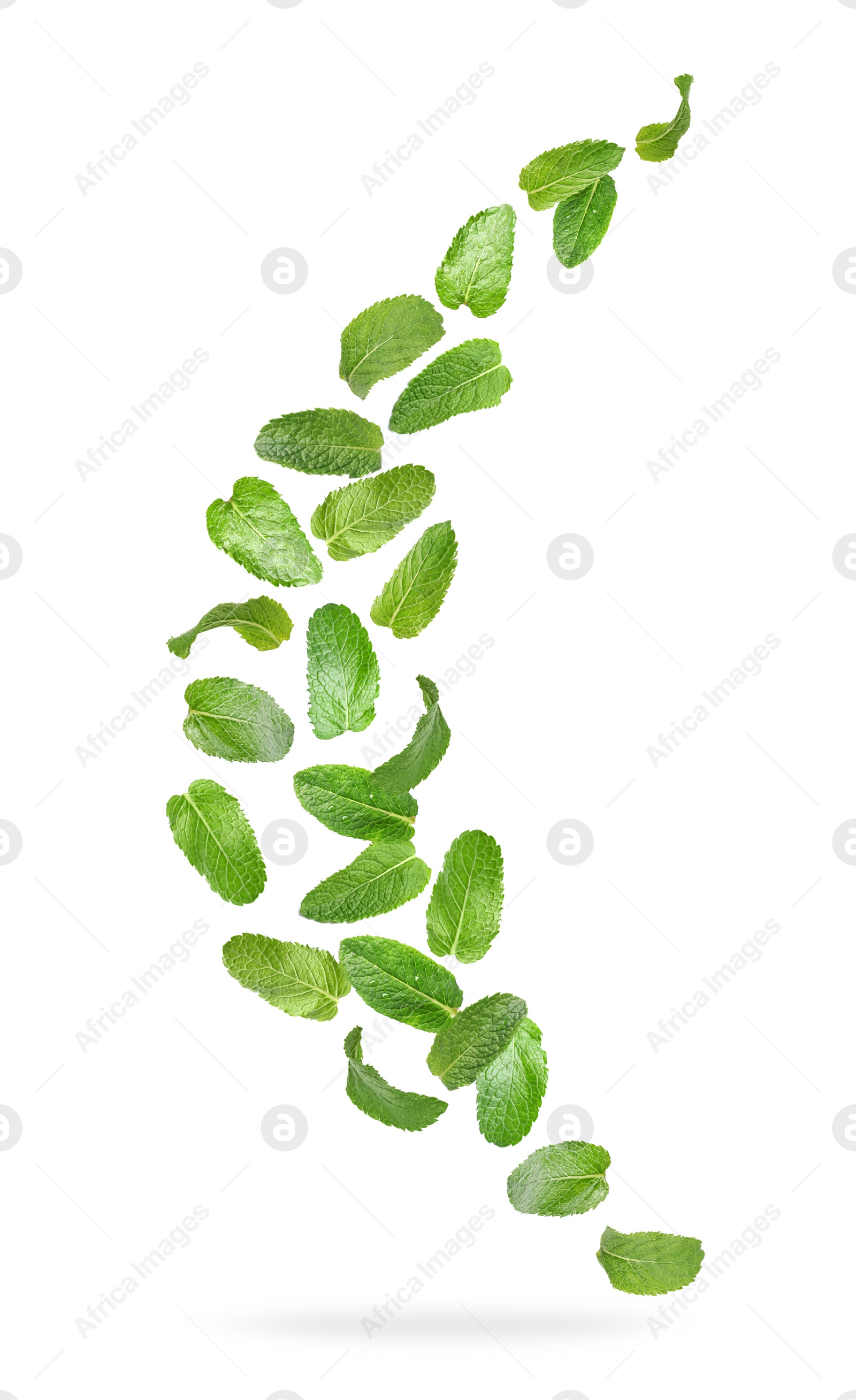 Image of Set of flying green mint leaves on white background