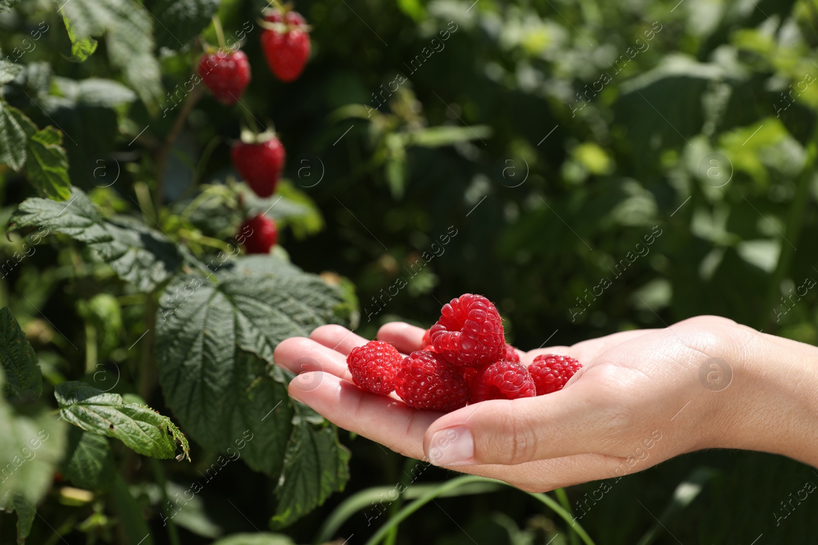 Photo of Woman picking ripe raspberries from bush outdoors, closeup