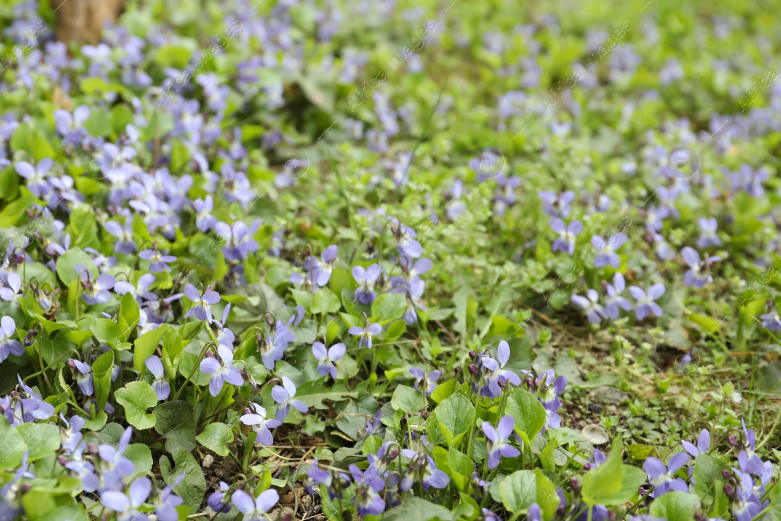 Photo of Beautiful wild violets blooming in forest. Spring flowers