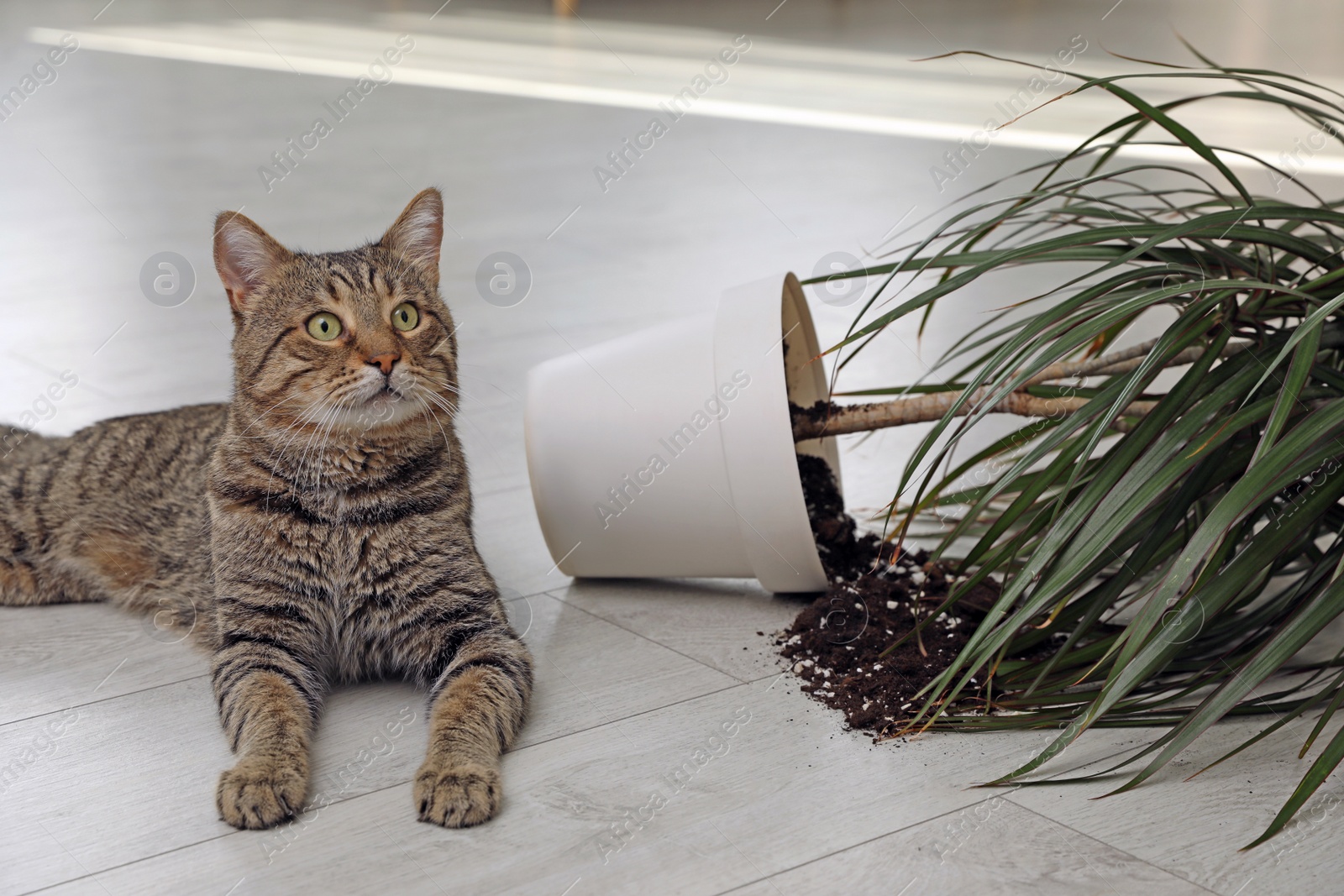 Photo of Mischievous cat near overturned houseplant on floor indoors