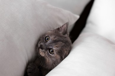 Photo of Playful kitten hiding between pillows. Adorable pet