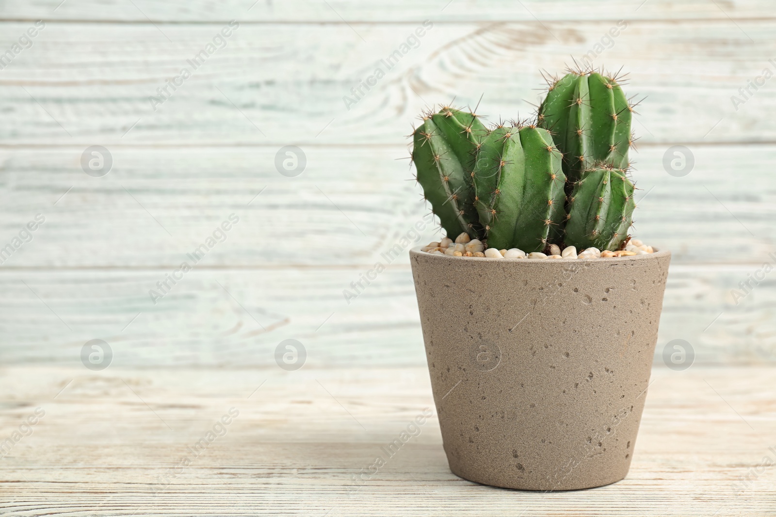 Photo of Beautiful cactus on table