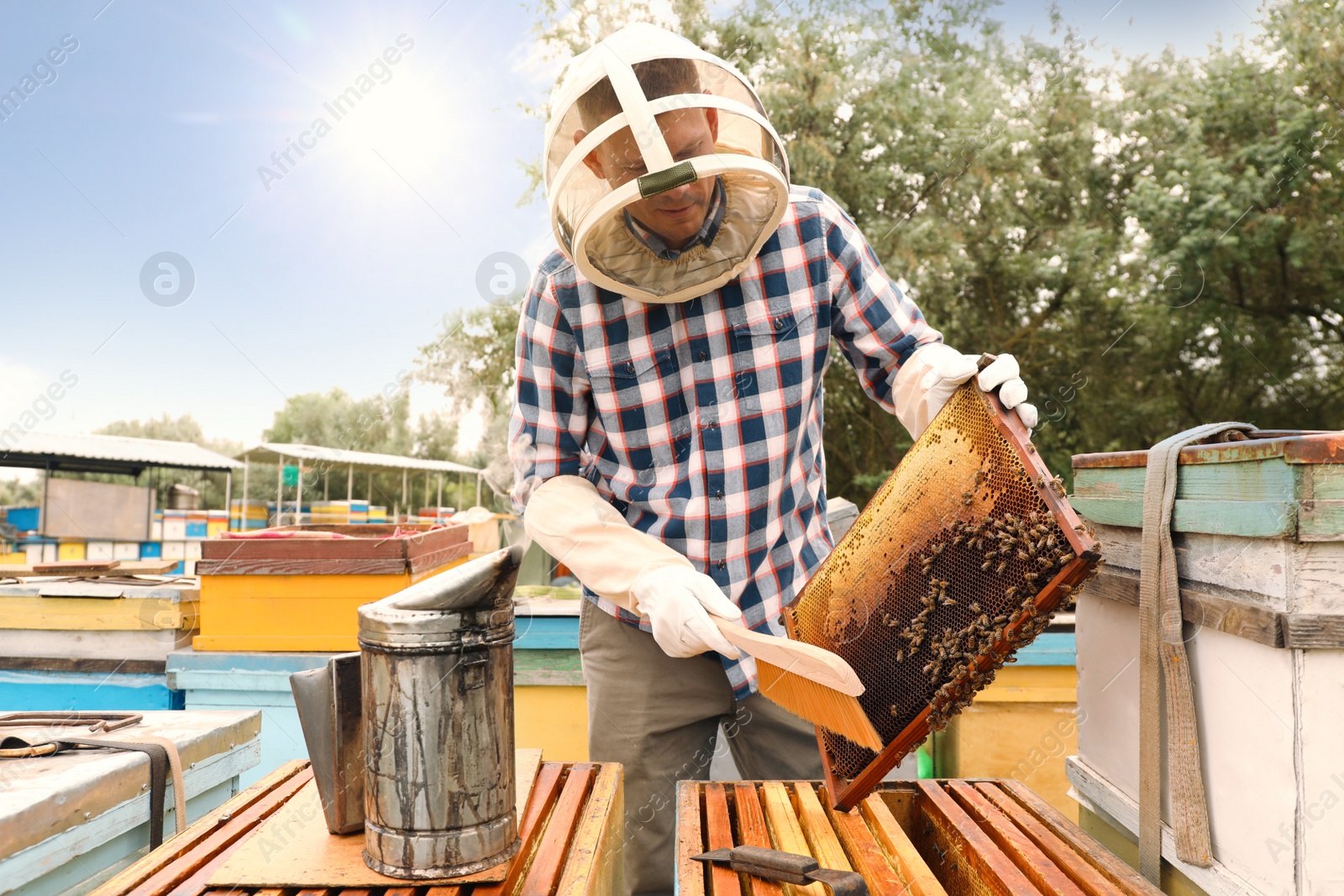 Photo of Beekeeper brushing bees from hive frame at apiary. Harvesting honey