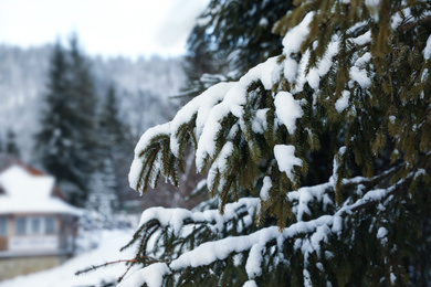 Photo of Fir tree branches covered with snow outdoors on winter day, closeup