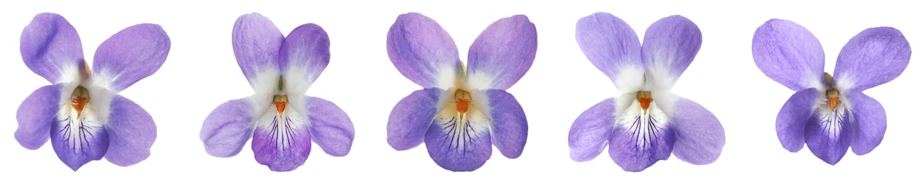 Image of Set with beautiful wood violets on white background, banner design. Spring flowers