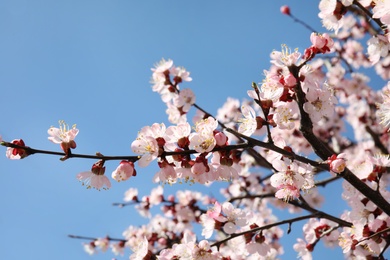 Photo of Closeup view of blossoming apricot tree on sunny day outdoors. Springtime