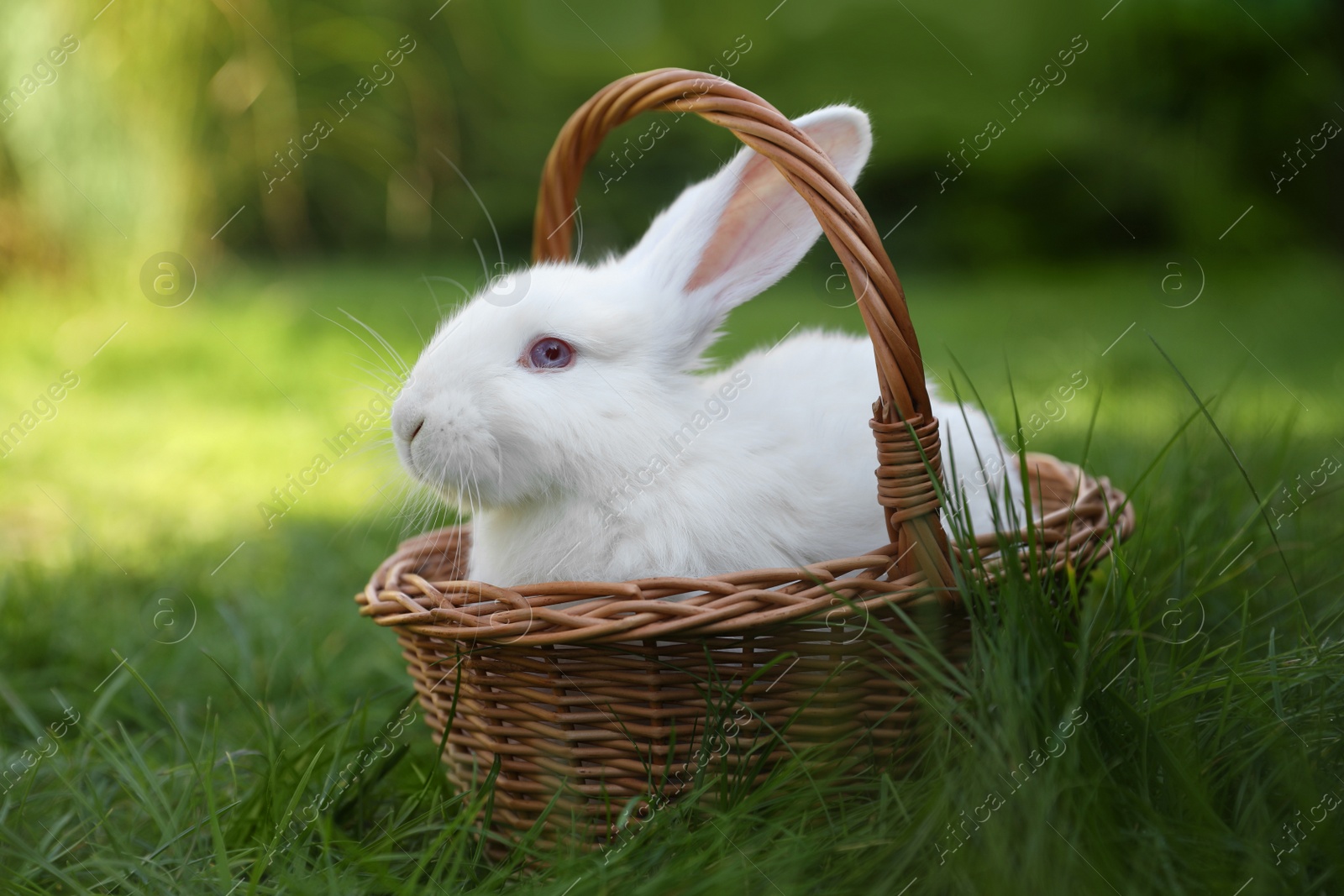 Photo of Cute white rabbit in wicker basket on grass outdoors