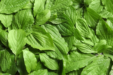 Photo of Beautiful spring green leaves as background, top view