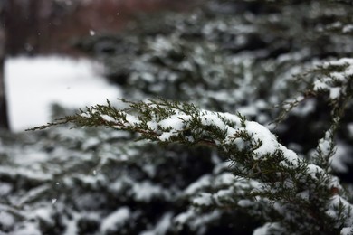 Photo of Branch of coniferous tree covered with snow, closeup