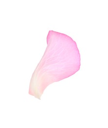 Tender pink rose petal isolated on white