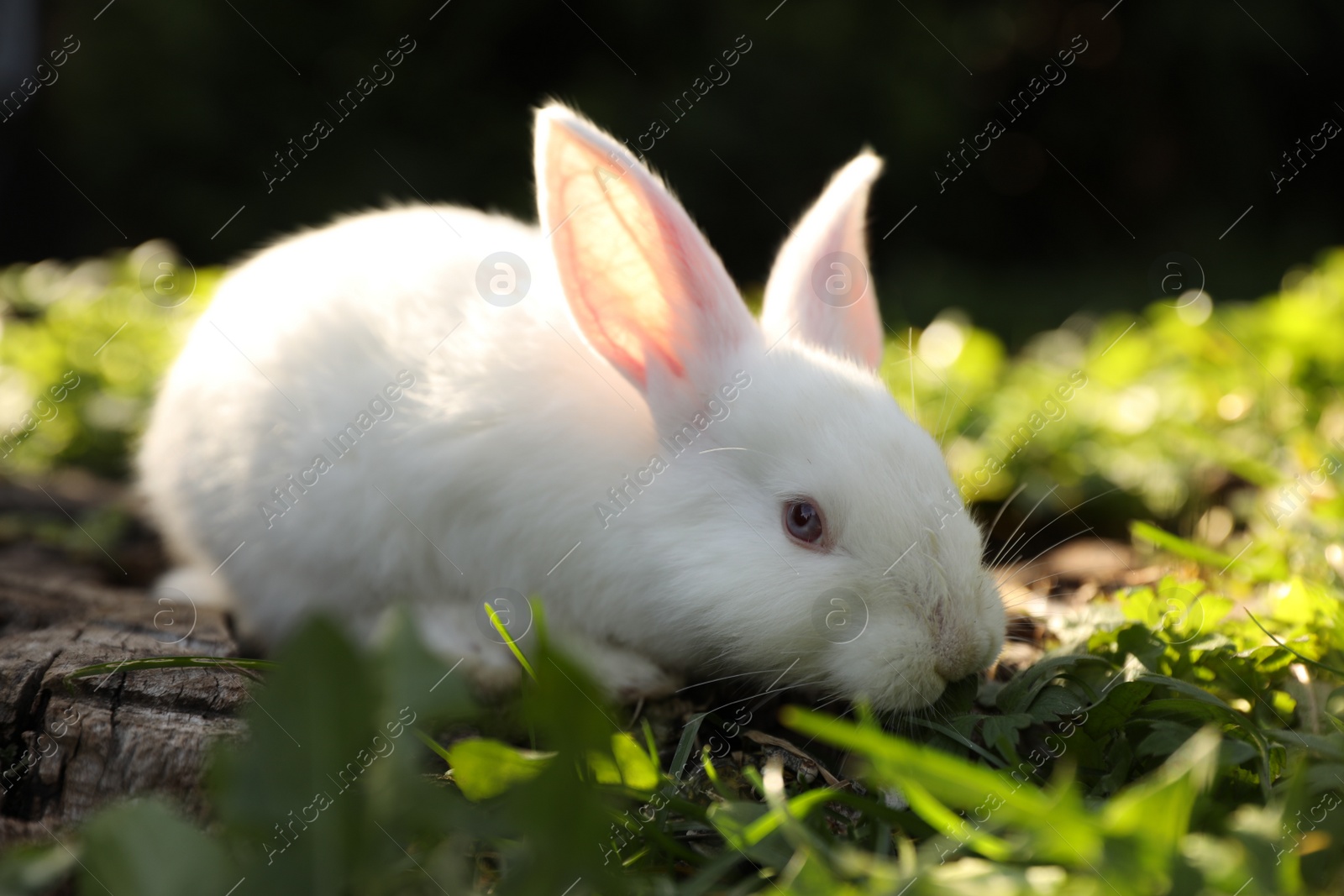 Photo of Cute white rabbit on wood among green grass outdoors