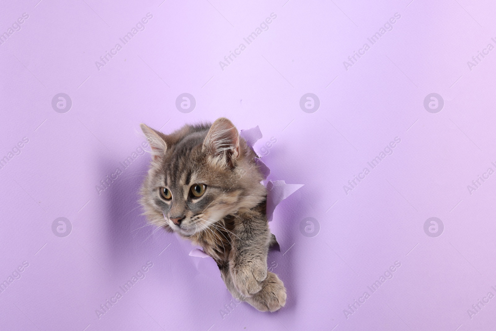 Photo of Cute cat looking through hole in violet paper