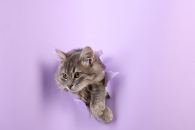 Cute cat looking through hole in violet paper