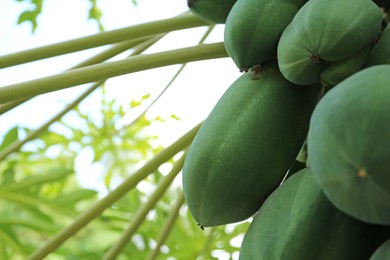 Unripe papaya fruits growing on tree outdoors, closeup. Space for text
