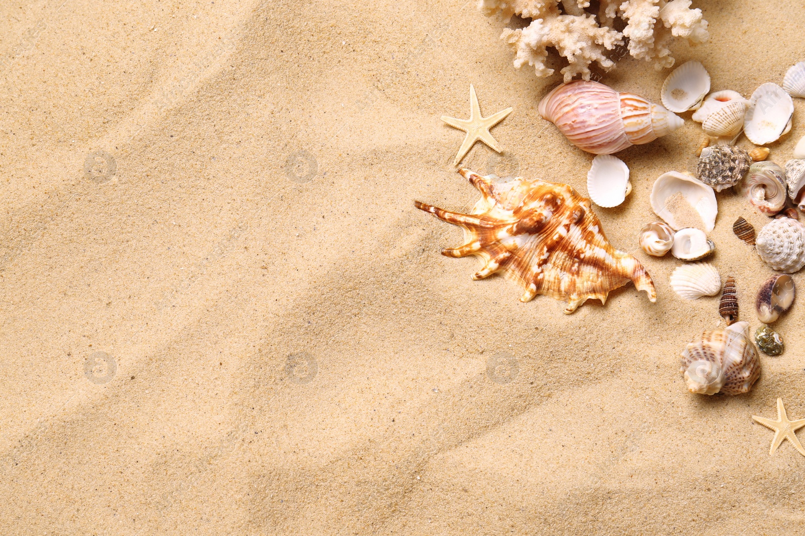 Photo of Beautiful seashells, coral and starfishes on beach sand, flat lay with space for text. Summer vacation