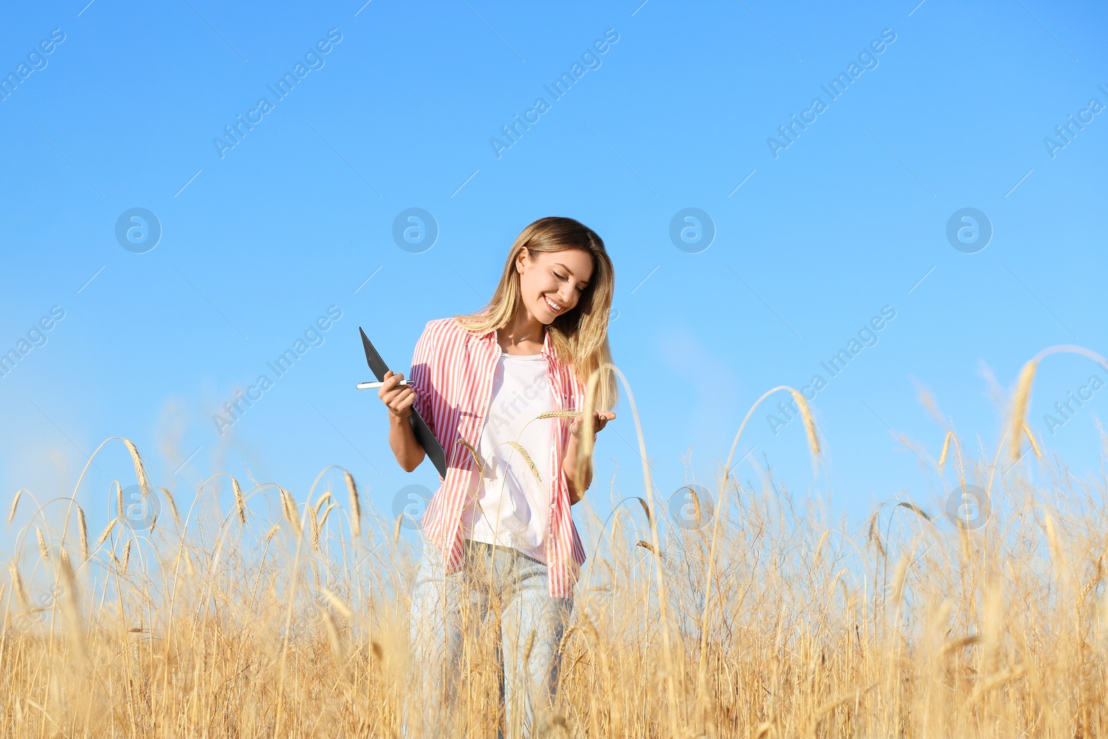 Photo of Agronomist with clipboard in wheat field. Cereal grain crop