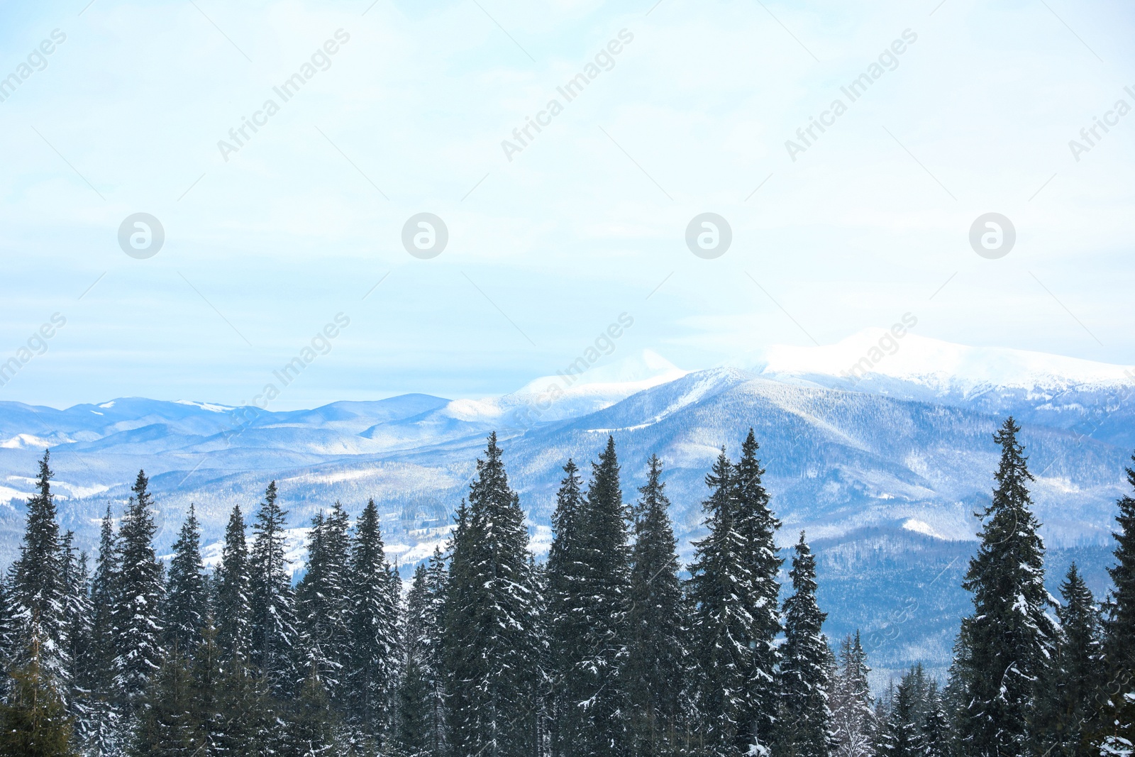 Photo of Picturesque view of snowy coniferous forest on winter day